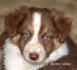 Red tricolour Male border collie puppy